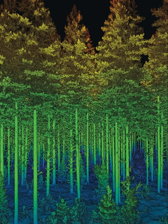 Forestry
